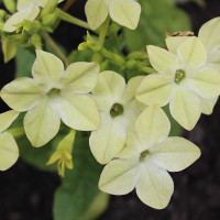 Nicotiana