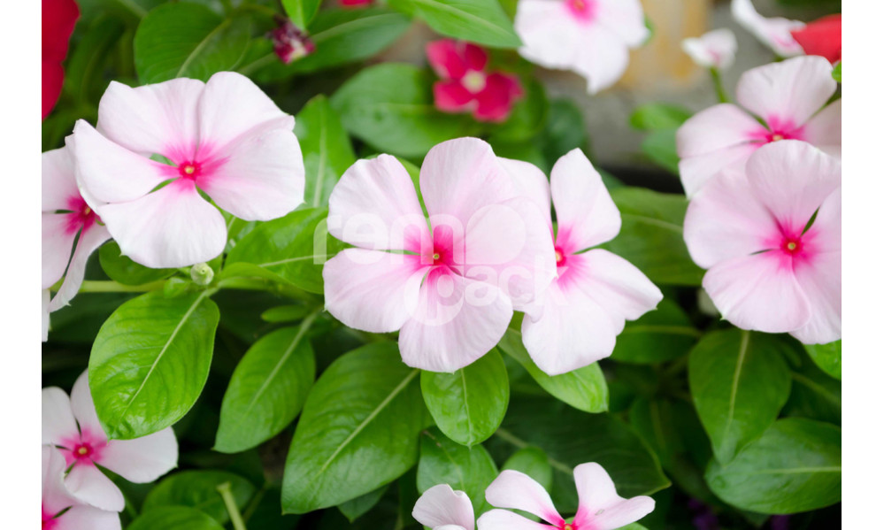 Vinca