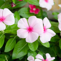 Vinca