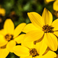 Bidens