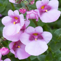 Diascia