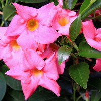 Dipladenia