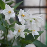 Solanum Jasminoides