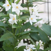 Solanum Jasminoides