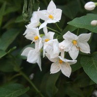 Solanum Jasminoides