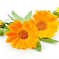 Calendula