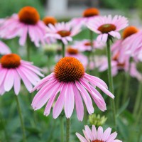 Echinacea