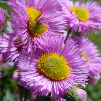 Erigeron