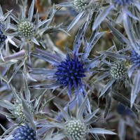 Eryngium