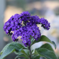 Heliotropium arborescens