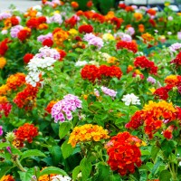 Lantana mix