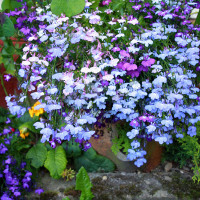 Lobelia mix