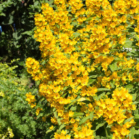 Lysimachia