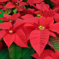 Poinsettia