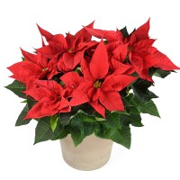 Poinsettia