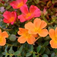 Portulaca