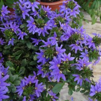 Scaevola