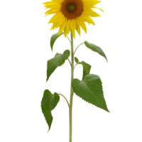 Girasole