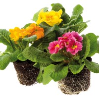 Primula mix