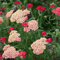 Achillea