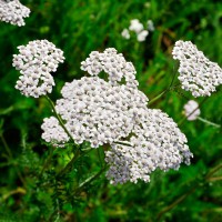 Achillea bianca