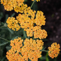 Achillea gialla