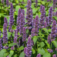 Agastache