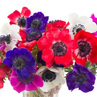 Anemone mix