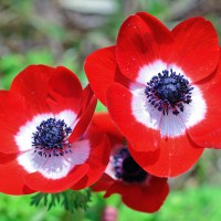 Anemone rosso