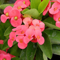 Euphorbia