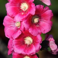 Alcea