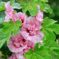 Alcea