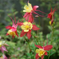 Aquilegia