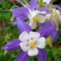 Aquilegia