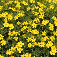 Bidens