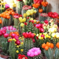 Cactus mix