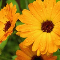 Calendula