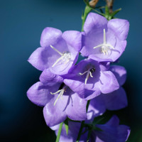 Campanula