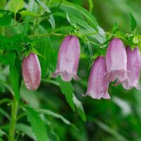 Campanula