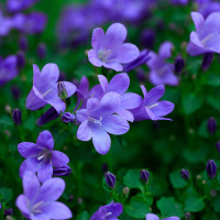 Campanula