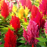 Celosia a piuma