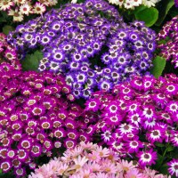 Cineraria grandiflora