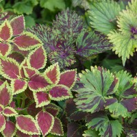 Coleus