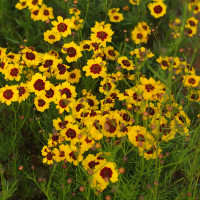 Coreopsis