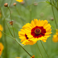 Coreopsis