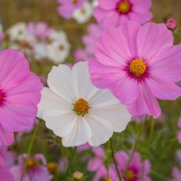 Cosmea