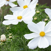 Cosmea