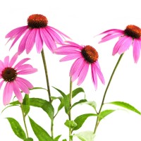 Echinacea