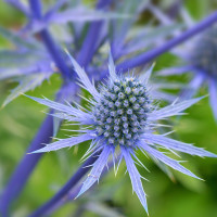 Eryngium