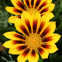 Gazania